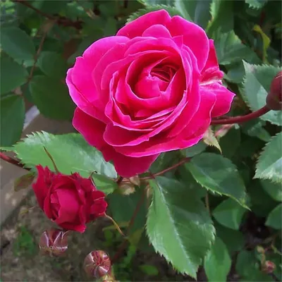 Роза канадская Александр Маккензи - прекрасная канадская роза