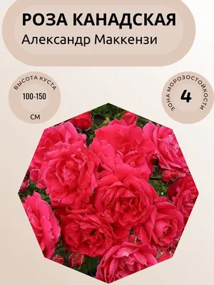 Роза канадская парковая Александр Маккензи, С 2-4