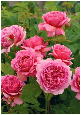 Принцесса Александра Оф Кент (Princess Alexandra Of Kent) – Английские Розы  - купить Аромат-роз.рф