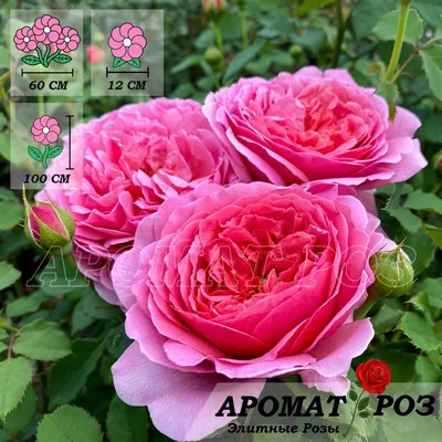 ✿➽ Роза Принцесс Александра оф Кент в нашем саду 🌺🌿 2019 - YouTube