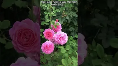 Роза английская Принцесса Александра оф Кент – купить в питомнике Дирижер  Сада