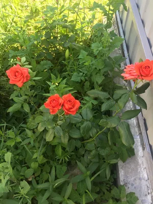 Photo of the bloom of Rose (Rosa 'Koelner Karneval') posted by hazeleyes  (All Things Plants) | Hybrid tea roses, Growing roses, Rose