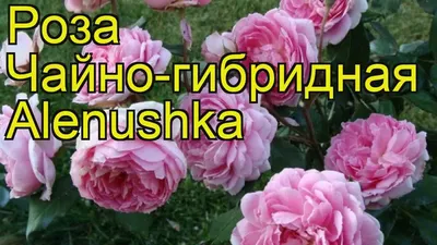 Роза чайно-гибридная Аленушка. Краткий обзор, описание характеристик, где  купить саженцы Alenushka - YouTube