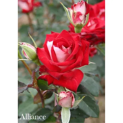 Роза Альянс / Rose Alliance