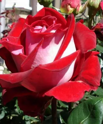 Роза Альянс Alliance - невероятная двухцветная роза 🤗🌹 - YouTube