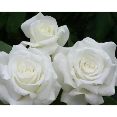 Роза чайно-гибридная Дольче Вита (в тубе) Цветочный Альянс купить недорого  в интернет-магазине товаров для сада Бауцентр