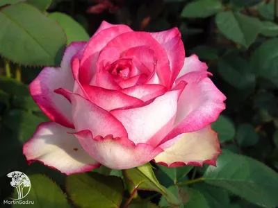 розы # rose / Биколорная чайно-гибридная роза Альянс(лат. rosa) . Первая  волна цветения - YouTube