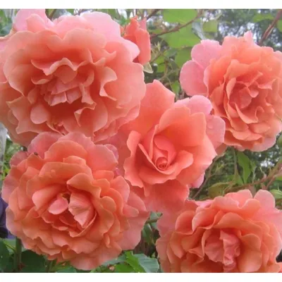 Rosa 'Chewalibaba' syn. Rosa 'Ali Baba', Rosa 'Sunset Glow', Rosa 'Schloss  Bad Homburg', Rosa 'Alibaba', Rose 'Ali Baba' (Climbing Hybrid Tea) -  uploaded by @joannie.a