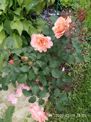 Rosa 'Alibaba'