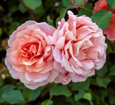 Alibaba Potted UK Rose - Colin Gregory Roses Ltd