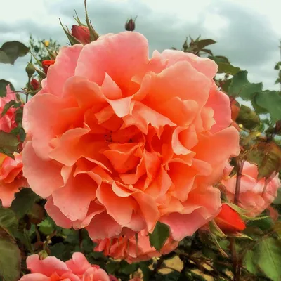 Ali Baba Rose | Coral Climbing Rose | Fragrant Rose Company