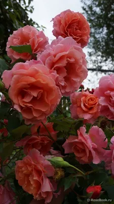 Stunning Alibaba Climbing Rose