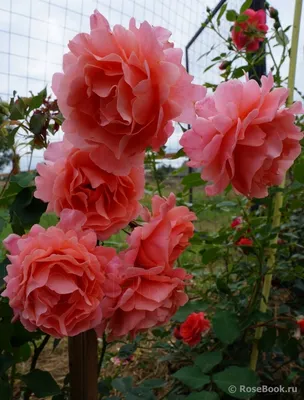 Ali Baba Rose | Salmon Climber | Style Roses