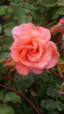 Large 6-7ft Specimen - Climbing Rose Alibaba - Apricot flowers