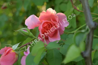 Photo of the bloom of Rose (Rosa 'Tuscan Sun') posted by Paul2032 -  Garden.org