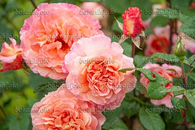 Ali Baba Rose | Coral Climbing Rose | Fragrant Rose Company