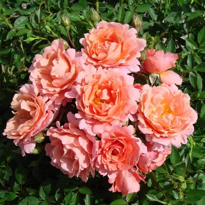 Roos 'Alibaba' (Rosa 'Alibaba') | MijnTuin.org