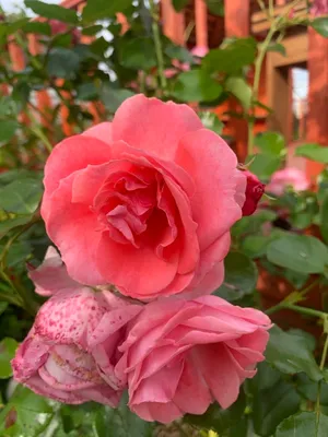 Alibaba Potted UK Rose - Colin Gregory Roses Ltd