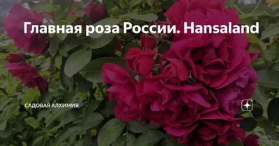 Главная роза России. Hansaland | Садовая Алхимия | Дзен