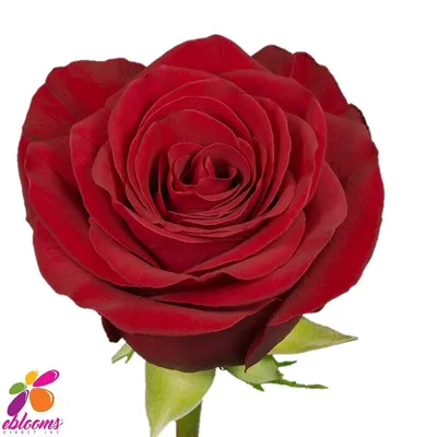 Hallelujah Red Rose Variety - EbloomsDirect – Eblooms Farm Direct Inc.