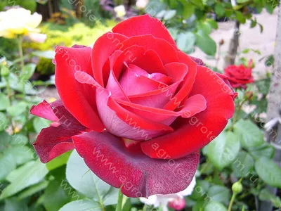 Аллилуйя (Allelyia) - Чайно-гибридные розы - Розы - Каталог