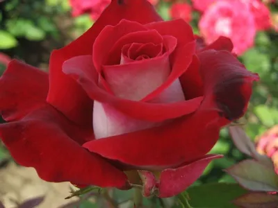 Саженцы чайно-гибридной розы Аллилуйя (Rose Allelyia) (ID#1370142100),  цена: 110 ₴, купить на Prom.ua
