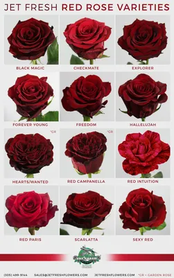 Роза Allelyia (Аллилуйя) – купить саженцы роз в питомнике в Москве