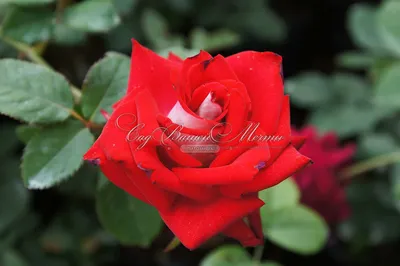 Everyone loves Red Roses. But which red rose do YOU love ... | Rose  varieties, Types of roses, Rose color meanings