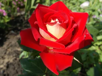 Весенняя обрезка роз. | Питомник Роз Полины Козловой | Дзен