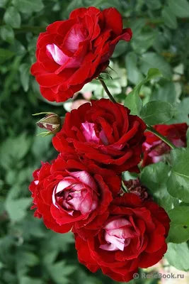 Роза чайно-гибридная Аллилуйя на штамбе, купить саженцы розы  чайно-гибридной аллилуйя на штамбе в Москве в питомнике недорого!