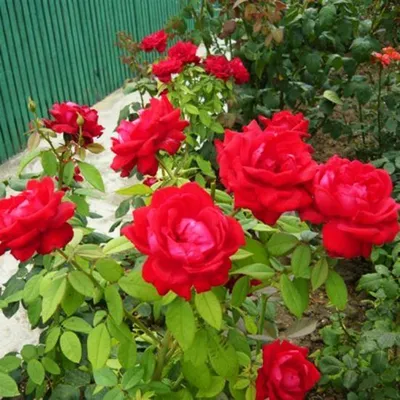 Allelyia (DELatur, Alleluia, Chandon Rosier, Hallelujah) :: ������������  ��� | Чайно-гибридная роза, Розы, Красивые розы
