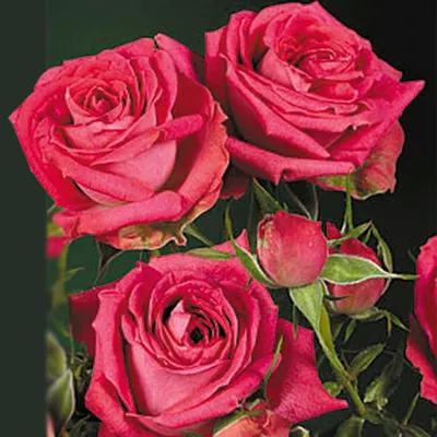 Розы : Роза чайно-гибридная Амалия