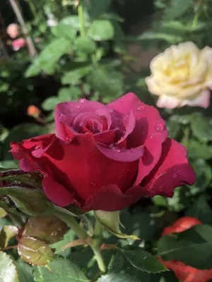 Саженцы розы амалия купить в Москве по цене от 690 рублей