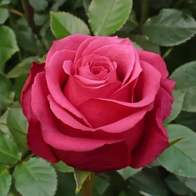 File:Rosa Amalia 0zz.jpg - Wikimedia Commons