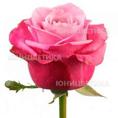 Amalia - Peterkort Roses