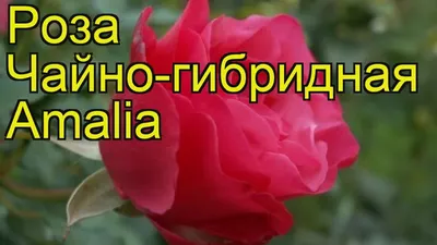 Срезанные цветы: Роза Амалия