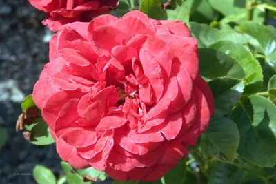 Tea rose - amalia | Tea roses, Hybrid tea roses, Hybrid tea roses care