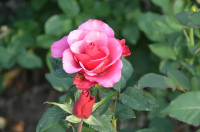 File:Rosa Amalia 1zz.jpg - Wikimedia Commons