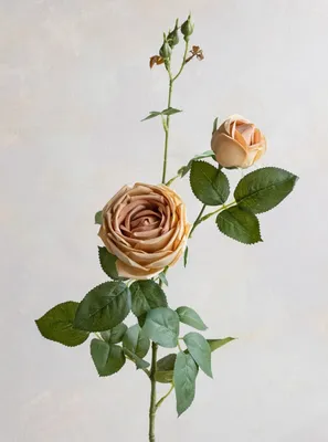 Купить 21 белую розу в коробке \"Амалия\" в Киеве, заказ и доставка цветов по  Украине - Annetflowers