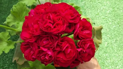 Order a bouquet «Amazon» with delivery