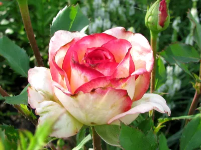 Роза чайно-гибридная Куин Амазонка (ID#1035799071), цена: 65 ₴, купить на  Prom.ua