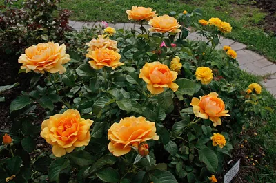 Купить роза амбер куин (amber queen) по цене 384 руб. в интернет магазине  \"Первые Семена\"