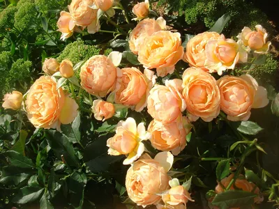 Купить Роза флорибунда Амбер Квин Rosa floribunda Amber Queen - в питомнике  Флорини