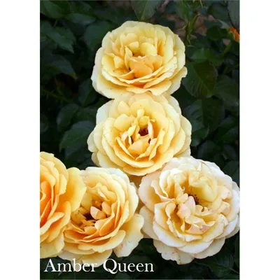 Роза Амбер Куин / Rose Amber Queen