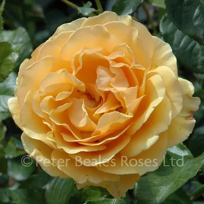 Роза флорибунда Эмбер Квин (Amber Queen, Амбер Куин) (Rose floribunda Amber  Queen) - описание сорта, фото, саженцы, посадка, особенности ухода. Дачная  энциклопедия.