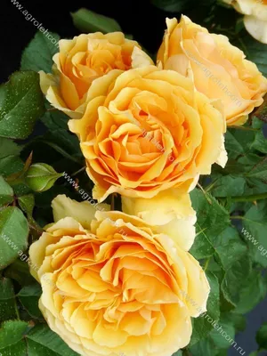 Amber Queen (Bush Rose) | Peter Beales Roses - the World Leaders in Shrub,  Climbing, Rambling and Standard Classic Roses