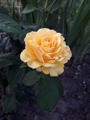 Купить Роза флорибунда Амбер Квин Rosa floribunda Amber Queen - в питомнике  Флорини