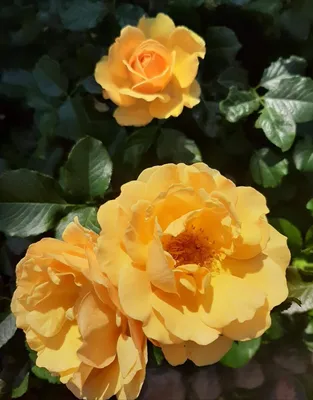 Amber Queen (Bush Rose) | Peter Beales Roses - the World Leaders in Shrub,  Climbing, Rambling and Standard Classic Roses