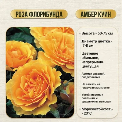 Роза Амбер Куин (Amber Queen) - купить в Минске, доставка почтой по  Беларуси, недорого в интернет-магазине, цены