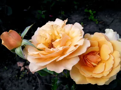 Amber Queen (Bush Rose) | Peter Beales Roses - the World Leaders in Shrub,  Climbing, Rambling and Standard Classic Roses